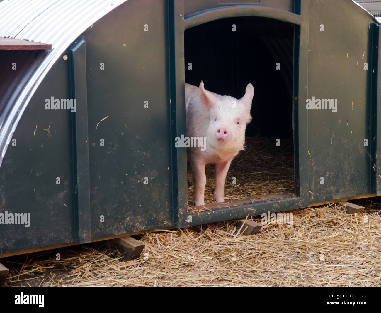 Ein rosa Schwein in der Tür ein Gerstenkorn blickt in einen Stift mit Stroh gedeckt Stockfoto