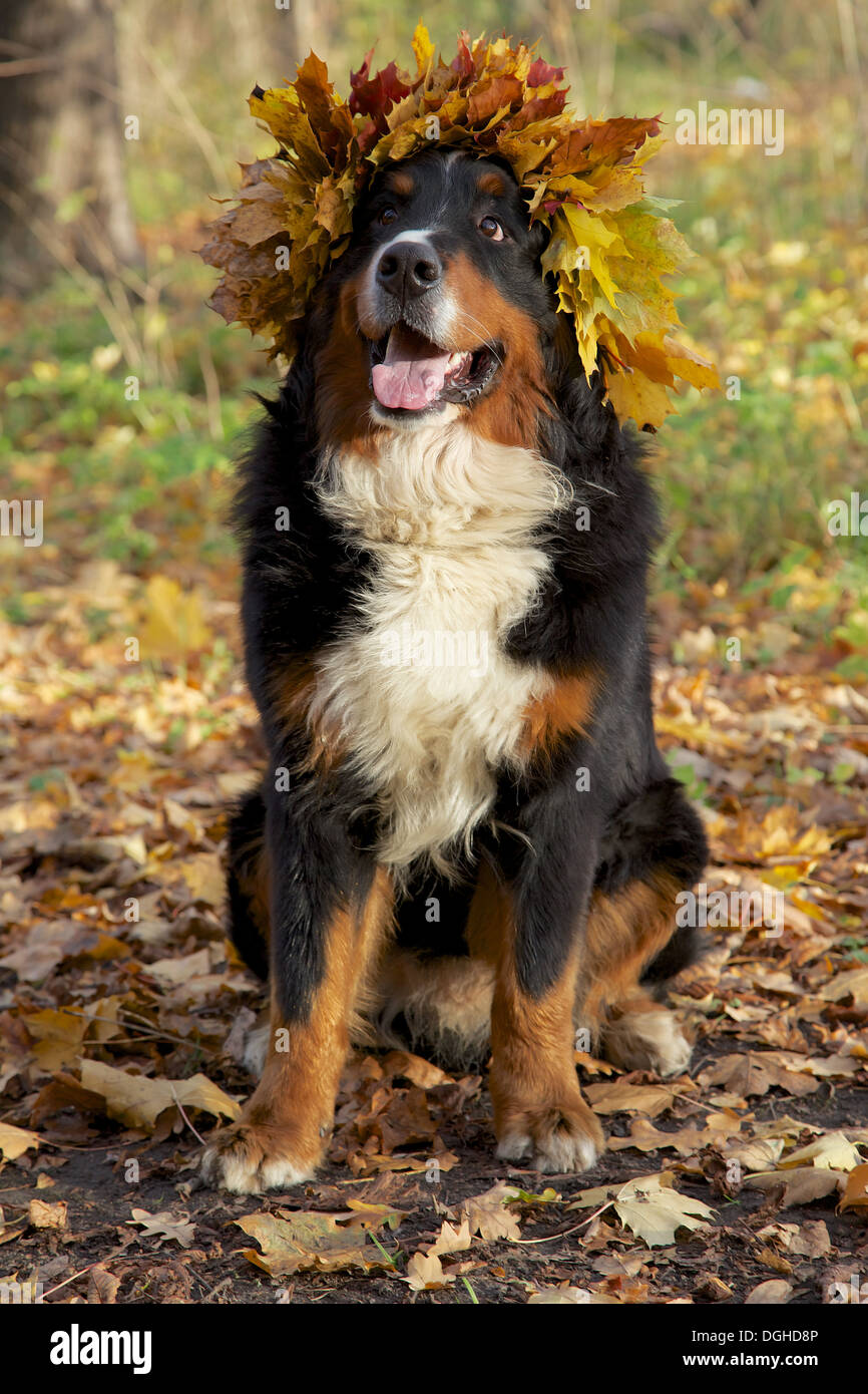 Berner Sennenhund in gelb lässt Krone sucht nach sitzen im herbstlichen Wald Stockfoto