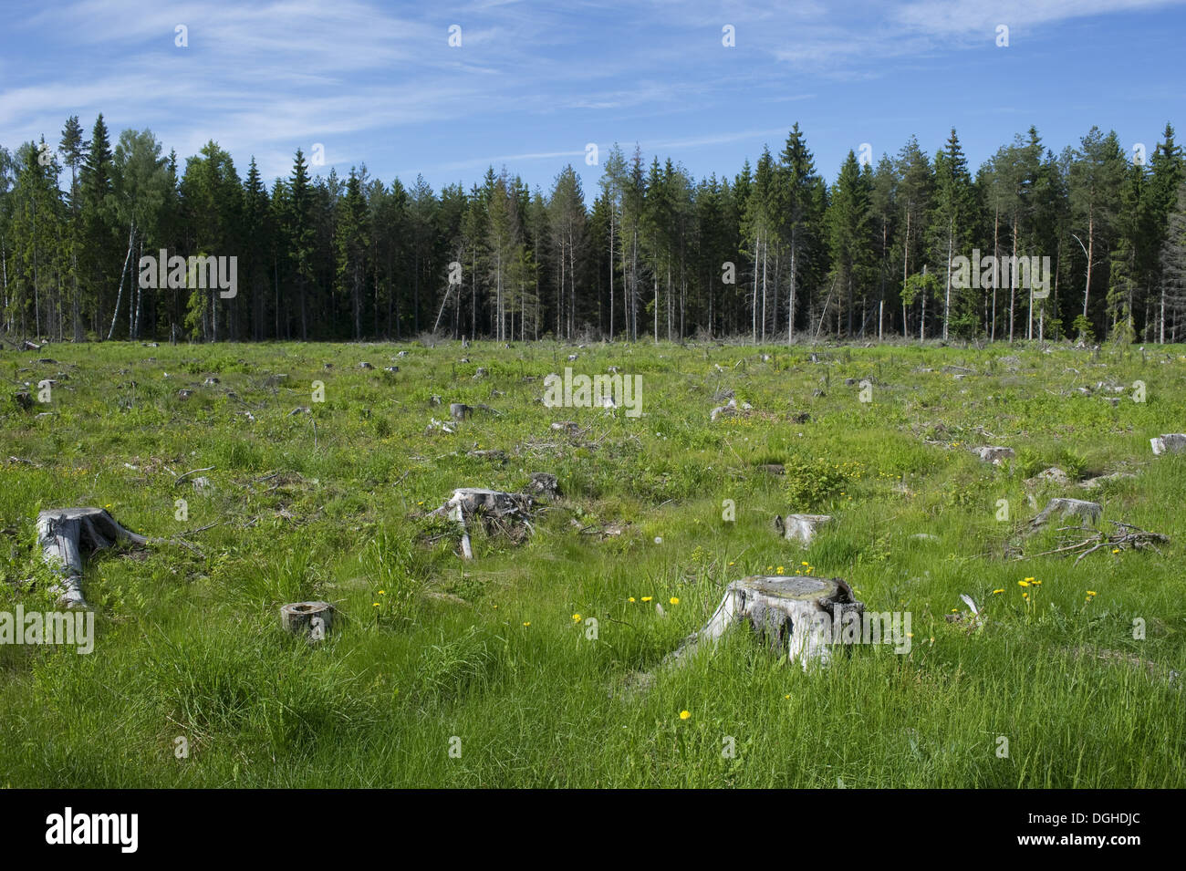 Klare Nadelwald, mit Rasen und Wildblumen wachsen unter Baumstümpfen, Schweden, Juni Stockfoto