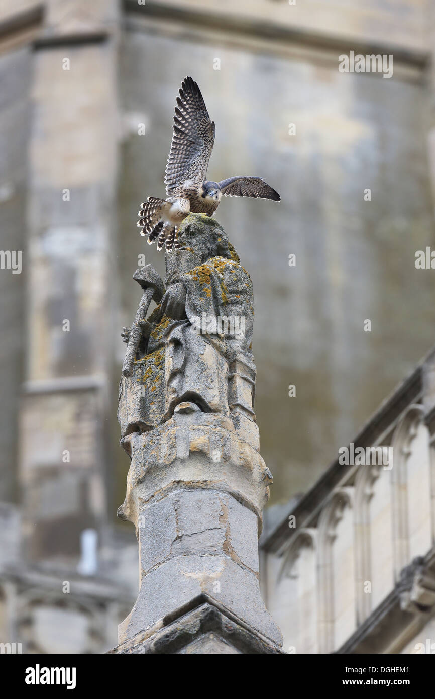 Wanderfalke (Falco Peregrinus) Juvenile mit Flügeln thront auf Bildhauerei an der Kathedrale Nestsite Norwich Kathedrale Stockfoto
