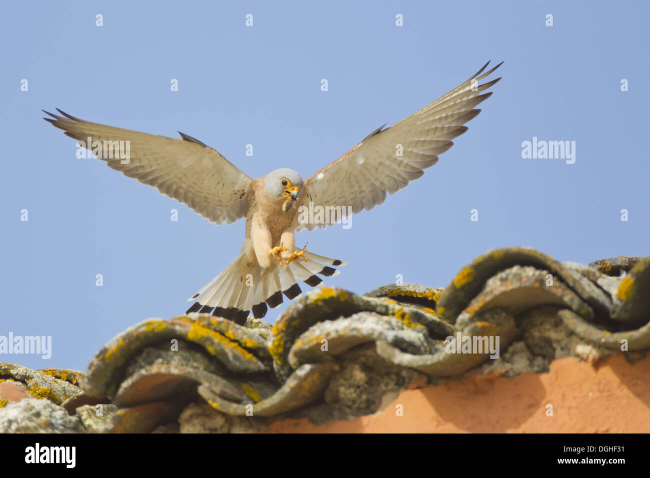 Geringerem Turmfalke (Falco Naumanni) Männchen im Flug mit Mole Cricket (Gryllotalpa Gryllotalpa) Beute im Schnabel, die Landung auf gefliest Stockfoto