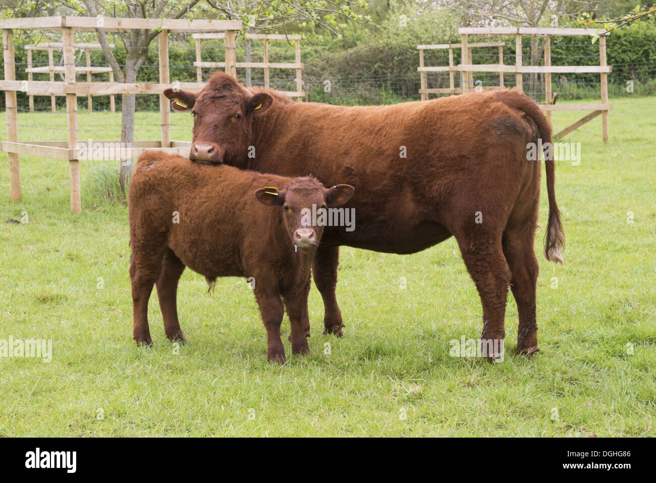 Hausrind, Red Ruby Devon Kuh und Kalb, stehend auf der Weide, Exeter, Devon, England, Mai Stockfoto