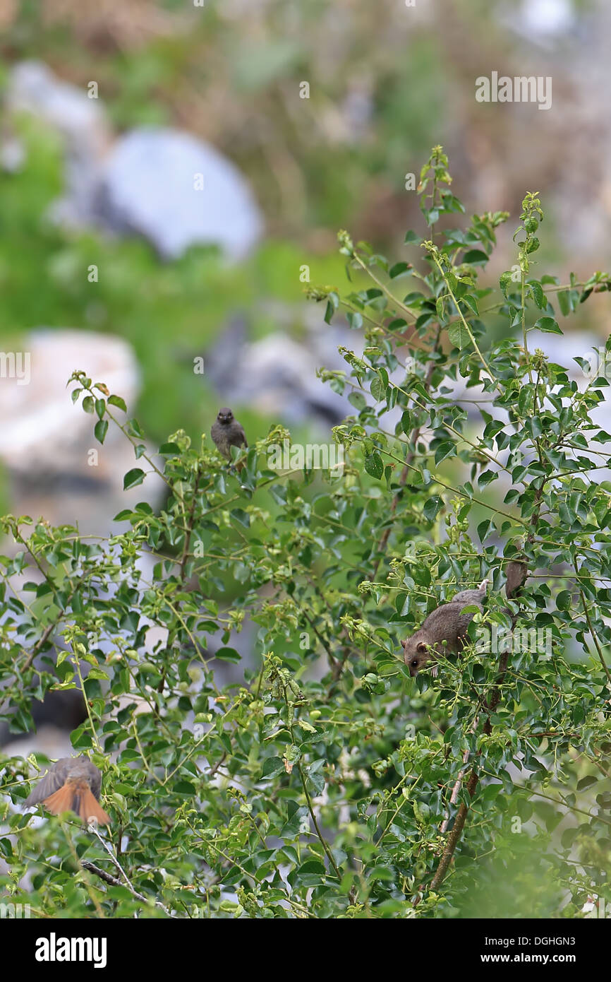 Fett, Siebenschläfer (Glis Glis) Erwachsene ernähren sich von Obst im Baum mit Black Redstart (Phoenicurus Ochruros) Jugendliche Schweiz Juni Stockfoto
