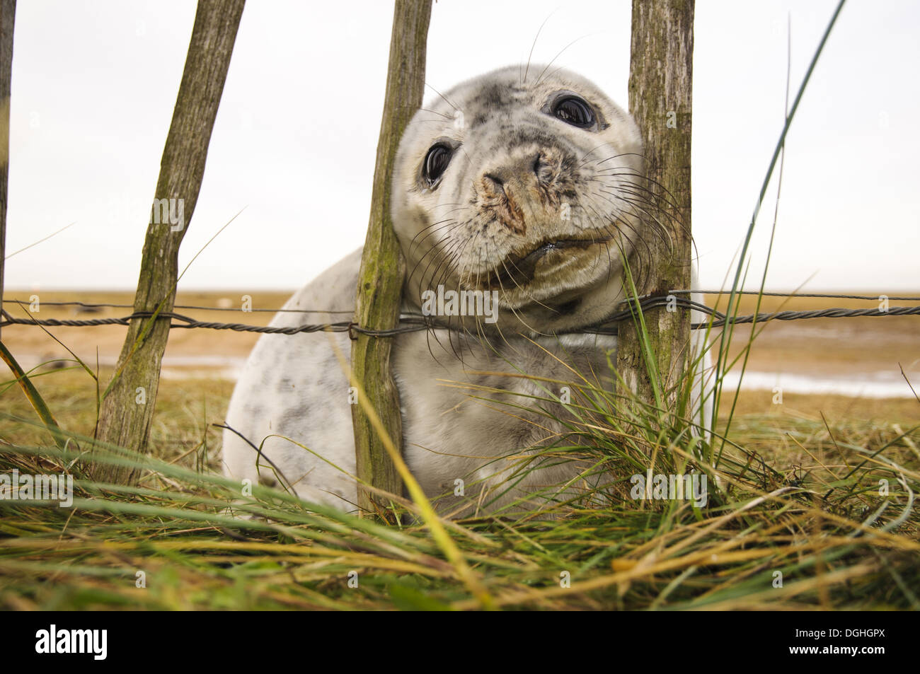 Pup Grey Seal (Halichoerus Grypus) in frühen Phasen der Häutung Stossen Kopf durch Besucher Zaun Donna Nook Nature Reserve Stockfoto