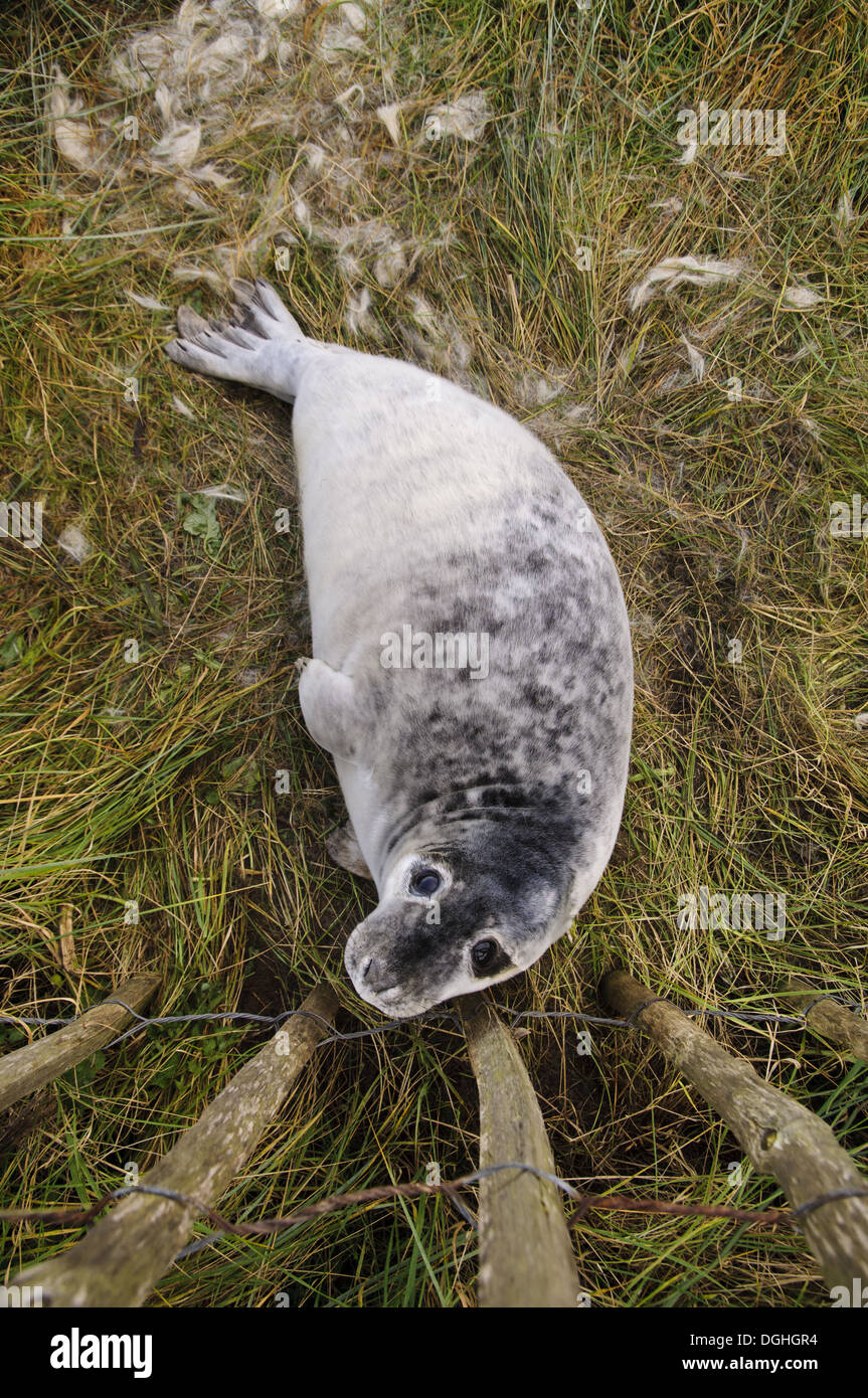 Grey Seal (Halichoerus Grypus) pup in frühen Phasen der Häutung neben Besucher Zaun Donna Nook Nature Reserve Lincolnshire England Stockfoto