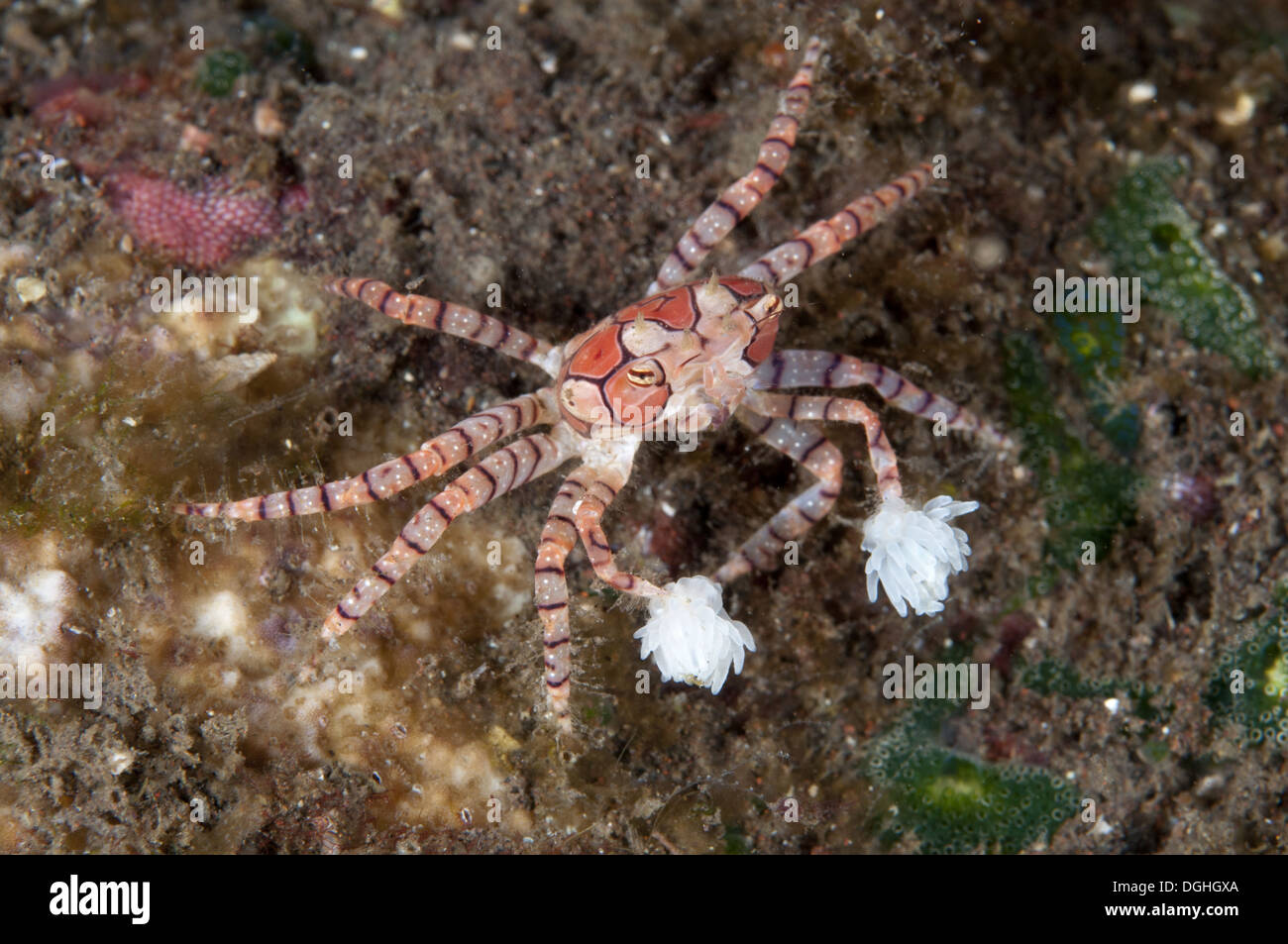 POM Krabbe (Lybien Tesselata) Erwachsenen mit Anemonen auf Klauen für Schutz auf Steinkorallen nachts Seraya Bali Lesser Sunda Stockfoto