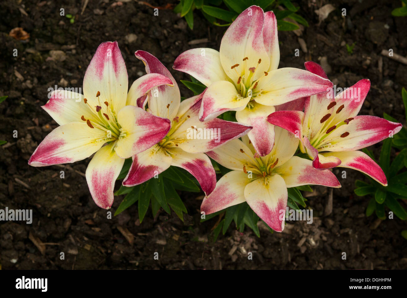 Lilium 'Lollipop' Stockfoto