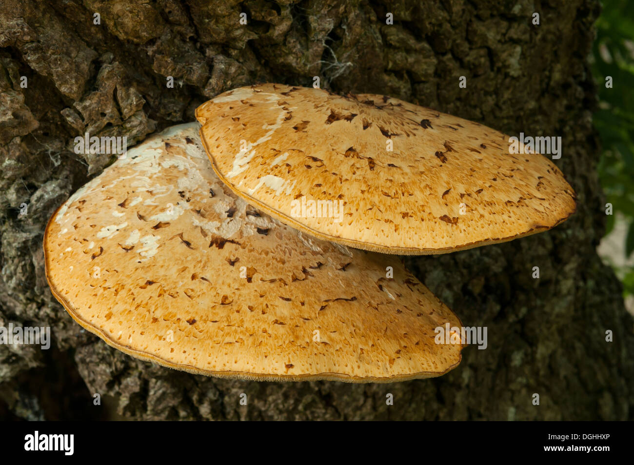 Polyporus an, die Dryade Sattel an Langdale, Cumbria, England Stockfoto