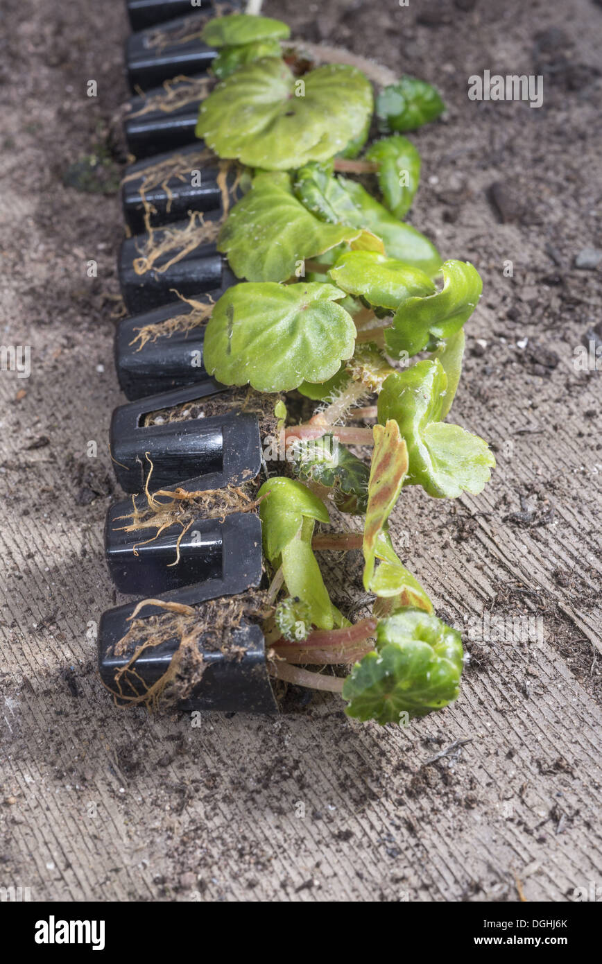 Kultivierte Begonie (Begonia SP.) Stecker in Gewächshaus Pflanzen, kann Chipping, Lancashire, England, Stockfoto