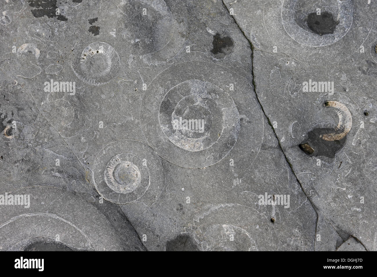 Ammoniten (Coroniceras Bucklandi) Fossilien in Felsen Pflaster, ausgesetzt, Monmouth Beach, Lyme Regis, Dorset, England, Mai Stockfoto