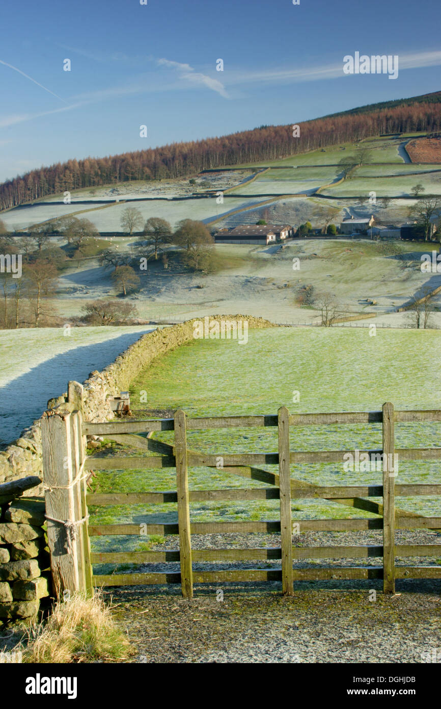 Blick auf Tor Trockenmauern Wände Bäume und Wirtschaftsgebäude am Hang frostigen Morgen Barden Wharfedale Yorkshire Dales Nationalpark Nord Stockfoto