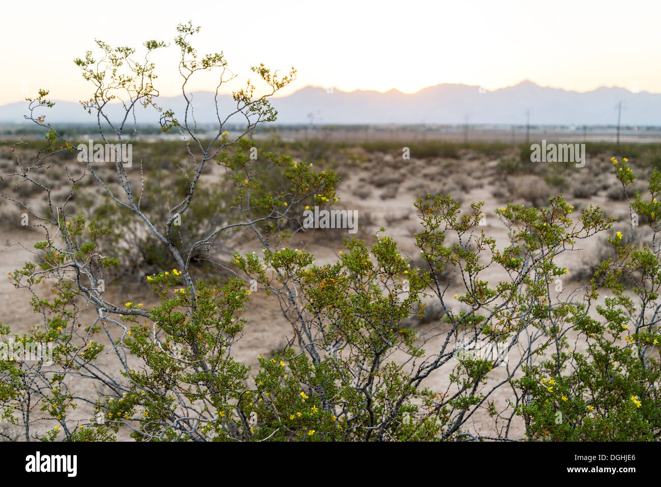 Wüste Sonnenuntergang außerhalb von Ridgecrest, Kalifornien, mit Kreosotbusch im Vordergrund. Stockfoto