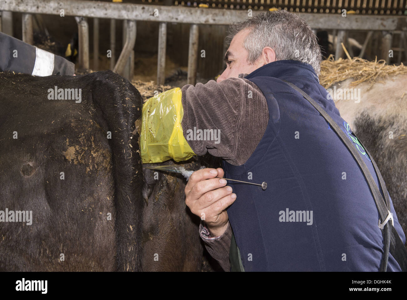 Vieh Landwirtschaft, Empfänger Kuh, England, April Embryo Transfer Waffe einschieben Stockfoto