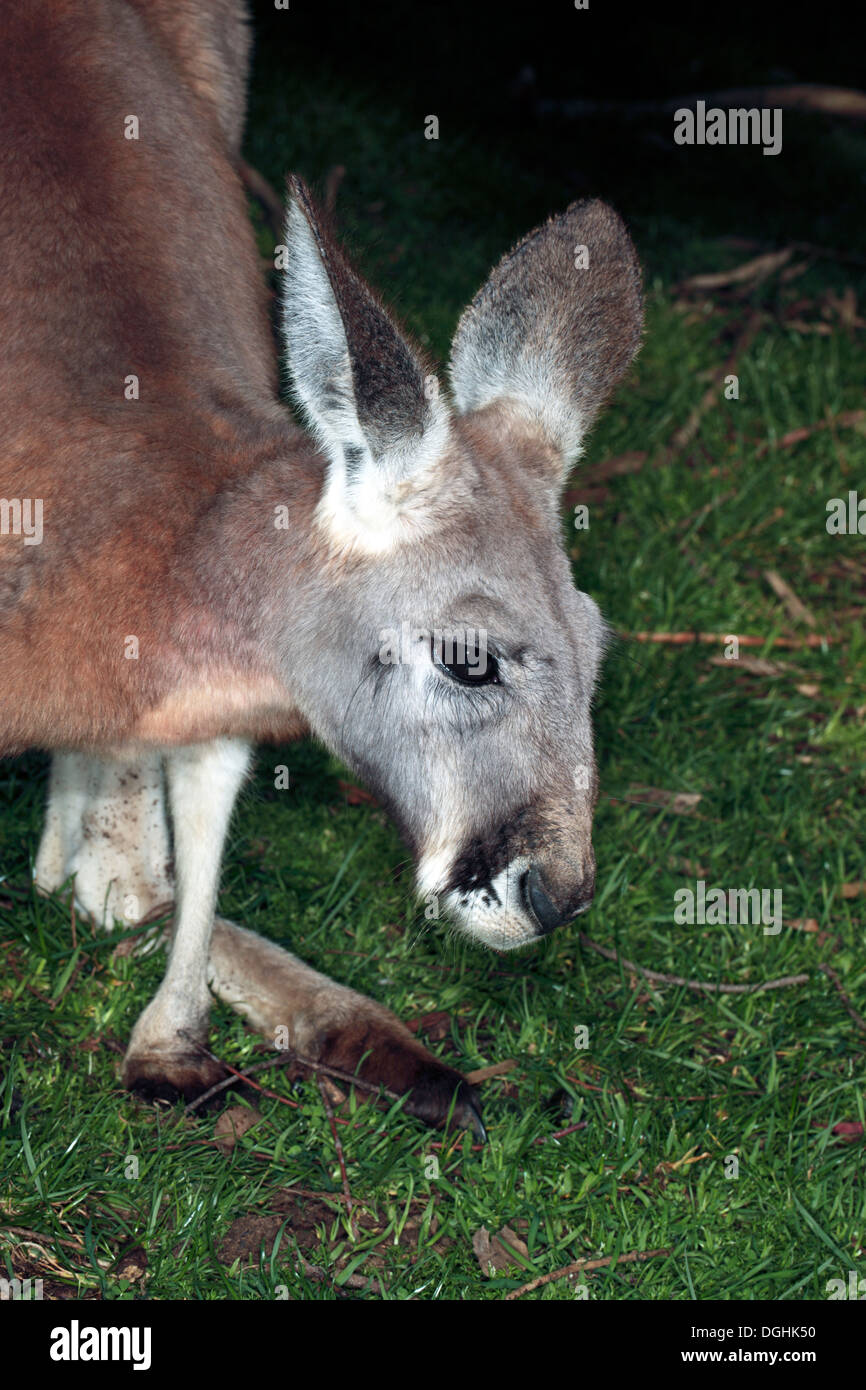 Östlichen australischen Grey Kangaroo - Macropus Giganteus-Familie Macopodidae Stockfoto