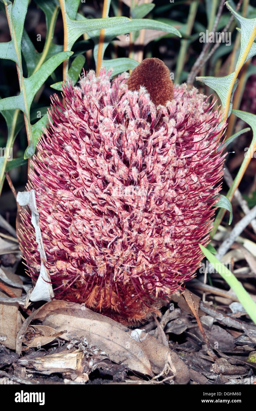 Nahaufnahme der Bodendecker Banksia - Banksia Blechnifolia - Familie Proteaceae Stockfoto