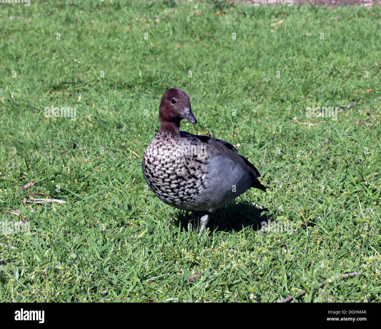 Australische Maned Gans männlich - Chenonetta Jubata  Afmily Anatidae Stockfoto