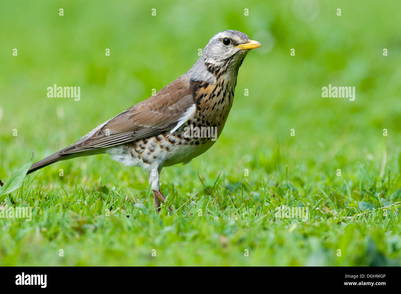 Wacholderdrossel (Turdus Pilaris) Fürstenfeldbruck, Bayern Stockfoto