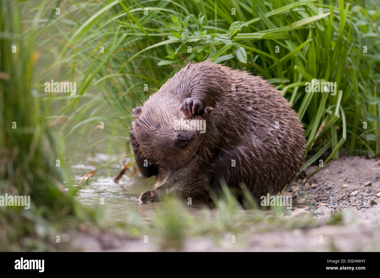 Europäischer Biber (Castor Fiber) pflegen ihr Fell, Tyrolean Unterland, Tirol, Österreich Stockfoto