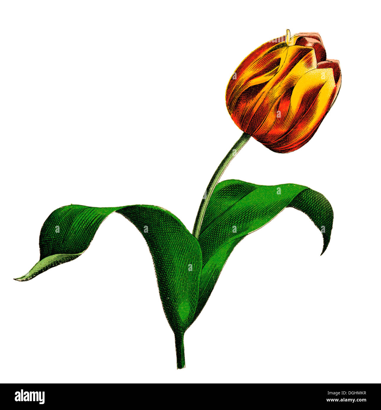 Garten-Tulpe, historische Illustration, Moritz Willkomm, Naturgeschichte der Pflanzenwelt, 4. Auflage, Esslingen und München Stockfoto