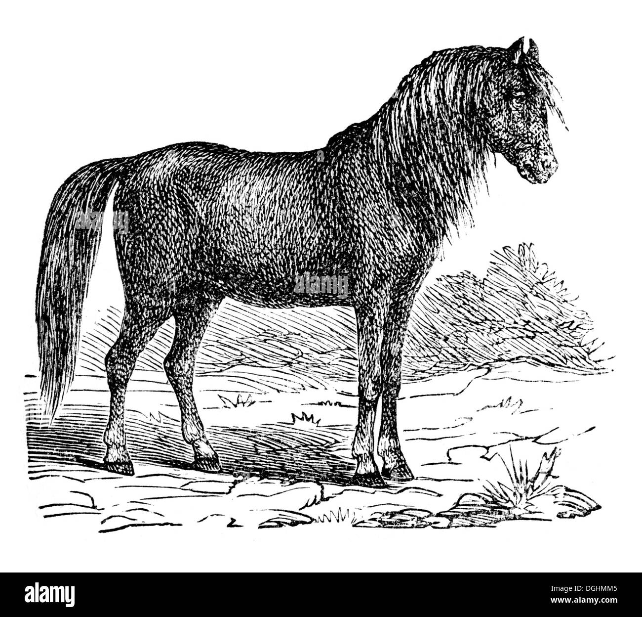 Pferd, historische Illustration, Marie Adenfeller, Friedrich Werner, illustriert Kochen und Hauswirtschaft Buch Stockfoto