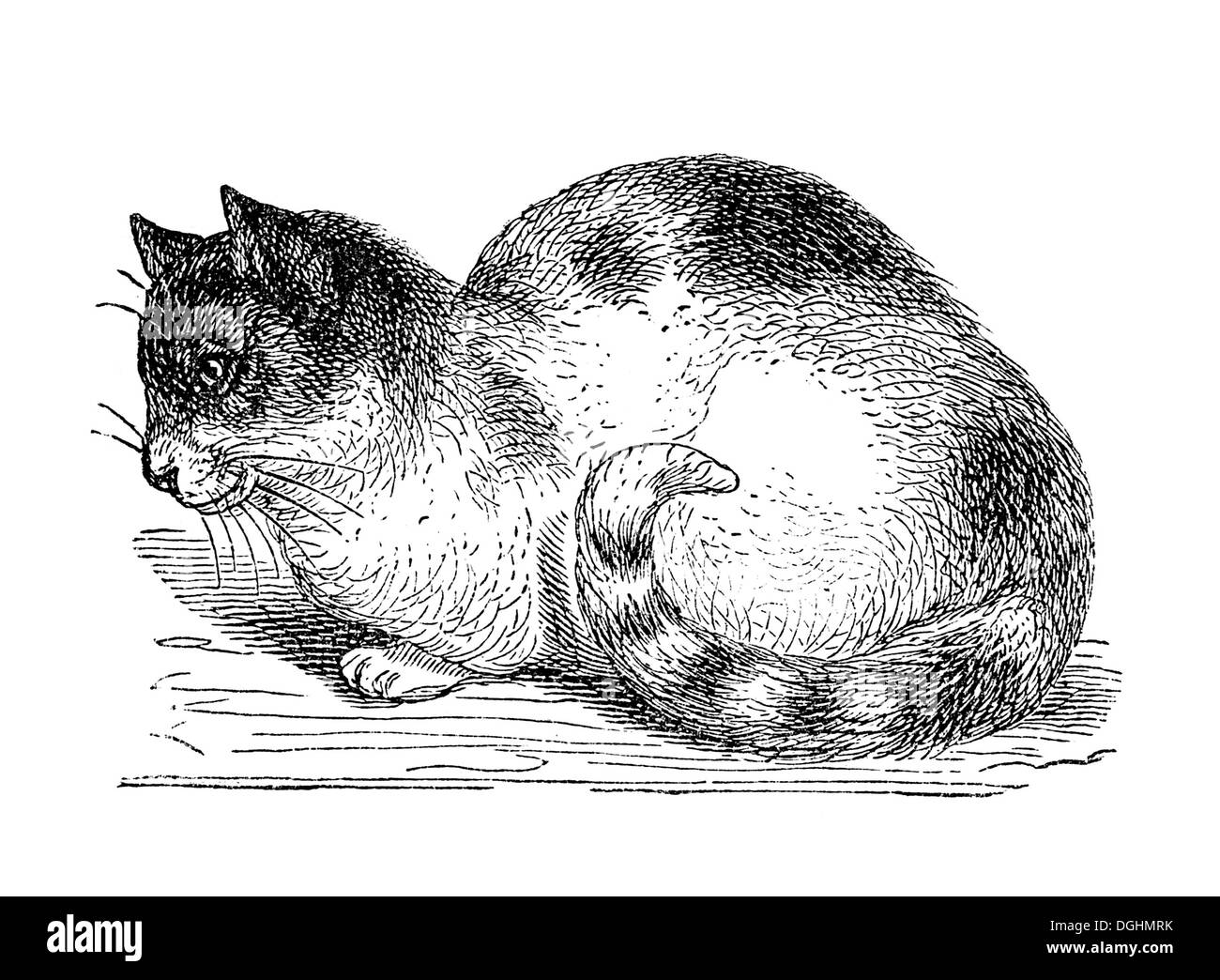 Katze, historische Illustration aus: Marie Adenfeller, Friedrich Werner, illustriert Kochen und Hauswirtschaft Buch Stockfoto