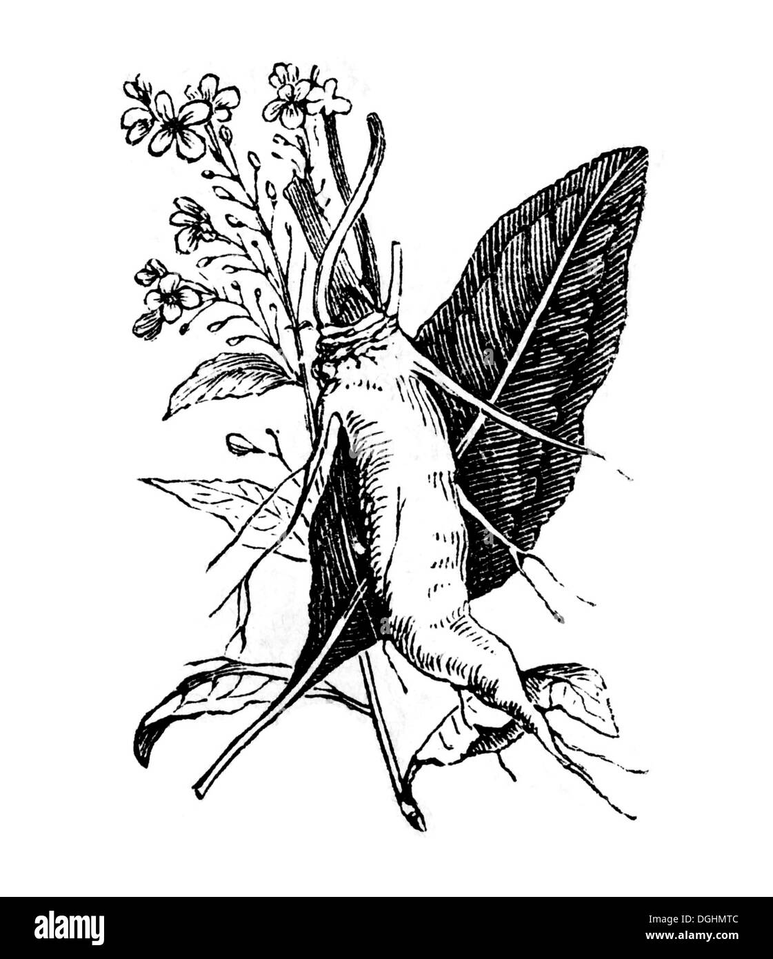 Meerrettich, historische Illustration, Marie Adenfeller, Friedrich Werner, illustriert Kochen und Hauswirtschaft Buch Stockfoto