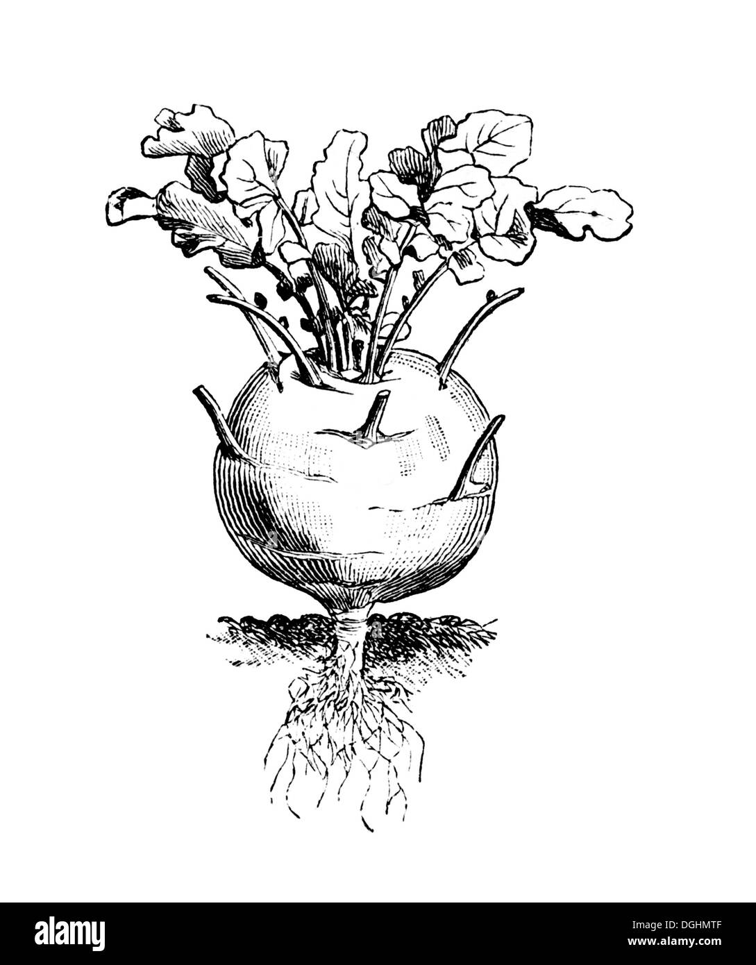 Kohlrabi oder Kohlrabi, historische Abbildung, Marie Adenfeller, Friedrich Werner, illustriert Kochen und Hauswirtschaft Stockfoto