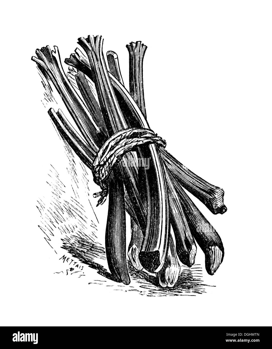 Rhabarber Blattstiele, historische Illustration Theodor Lange, allgemeine illustrierte Garten-Buch, Band 2, Leipzig 1902, s. 109 Stockfoto