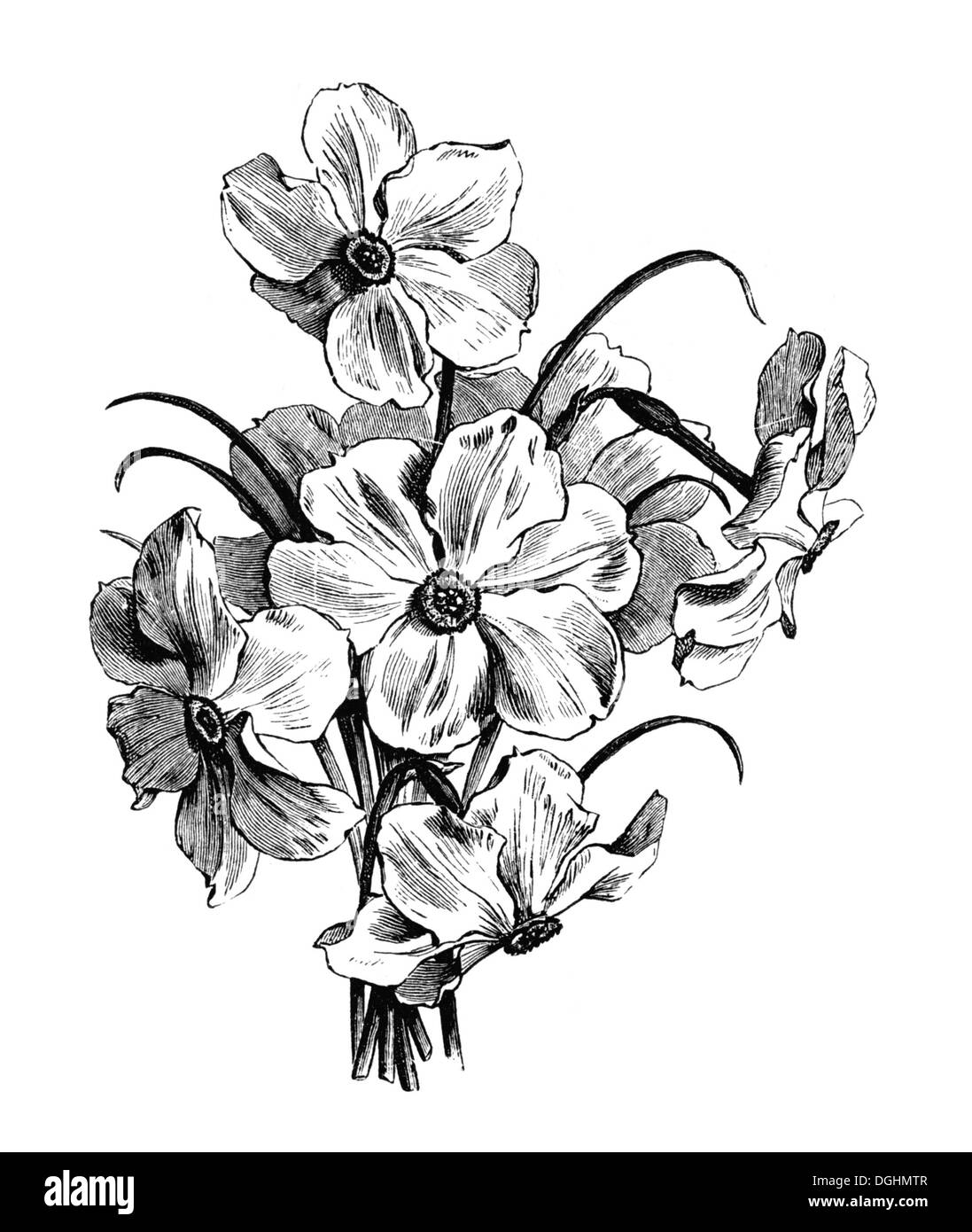 Einzelne Blüte Dichter Narzisse, historische Illustration, Theodor Lange, allgemeine illustrierte Garten-Buch, Band 1 Stockfoto