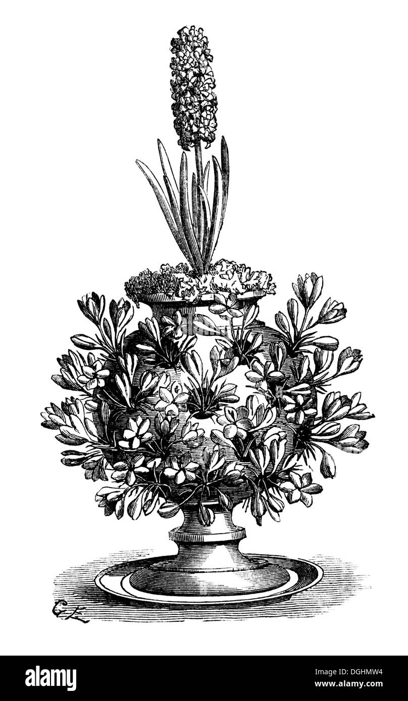 Crocus Vase, historische Illustration, Marie Adenfeller, Friedrich Werner, illustriert Kochen und Hauswirtschaft Buch Stockfoto
