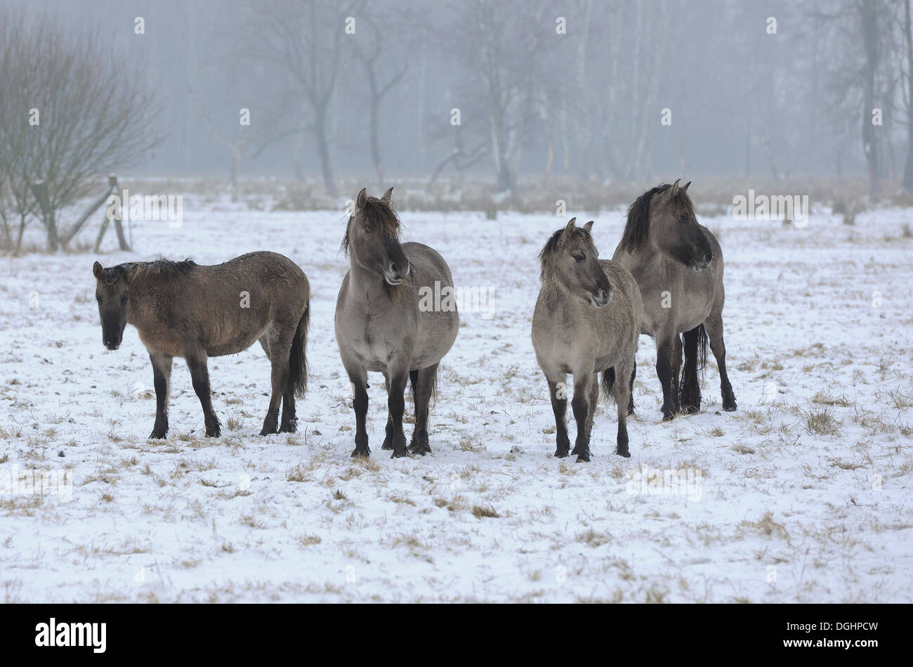Konik-Pferde oder Konik Wildpferde, Tarpan Zucht zurück, in dem Schnee, Ilkerbruchwiesen, Bei Wolfsburg, Niedersachsen, Deutschland Stockfoto