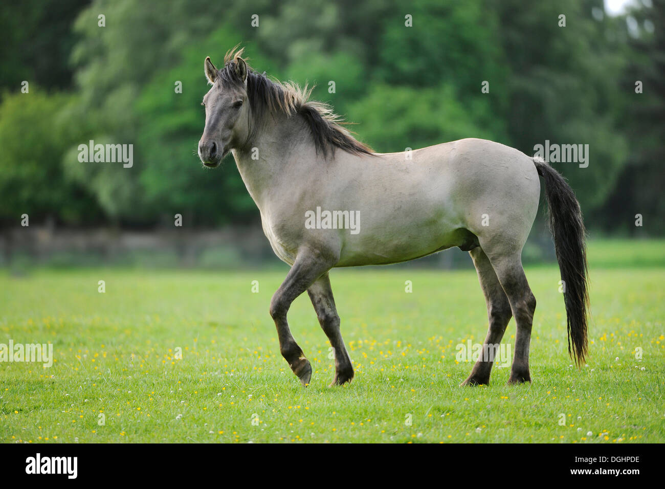 Tarpan (Equus Ferus Gmelini, Equus Gmelini), selektive Zucht, Zucht zurück, kommunale Wildreservat, Hessen, Deutschland Stockfoto
