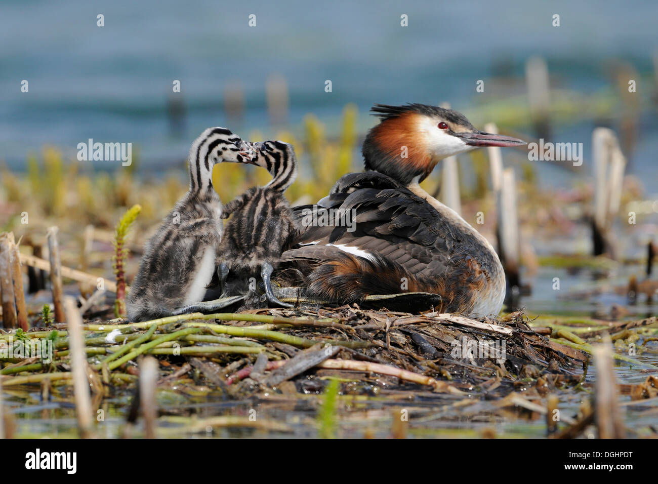 Haubentaucher (Podiceps Cristatus), Erwachsene, mit streitende Küken auf ein Nest, Thüringen, Deutschland Stockfoto