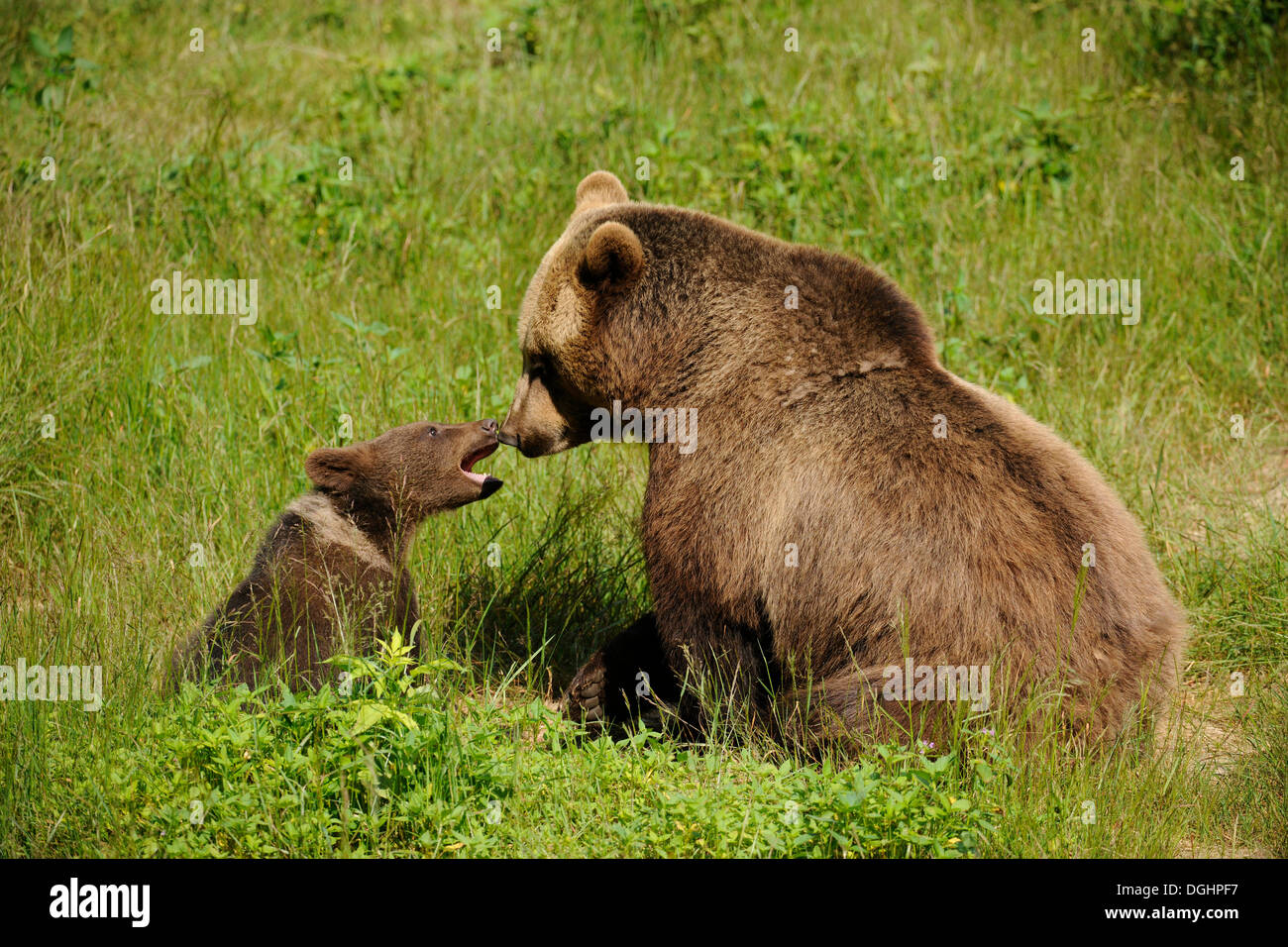 Europäische Braunbären (Ursus Arctos), Jungtier mit Mutter, in einem Tiergehege, Nationalpark Bayerischer Wald, Bayern, Deutschland Stockfoto