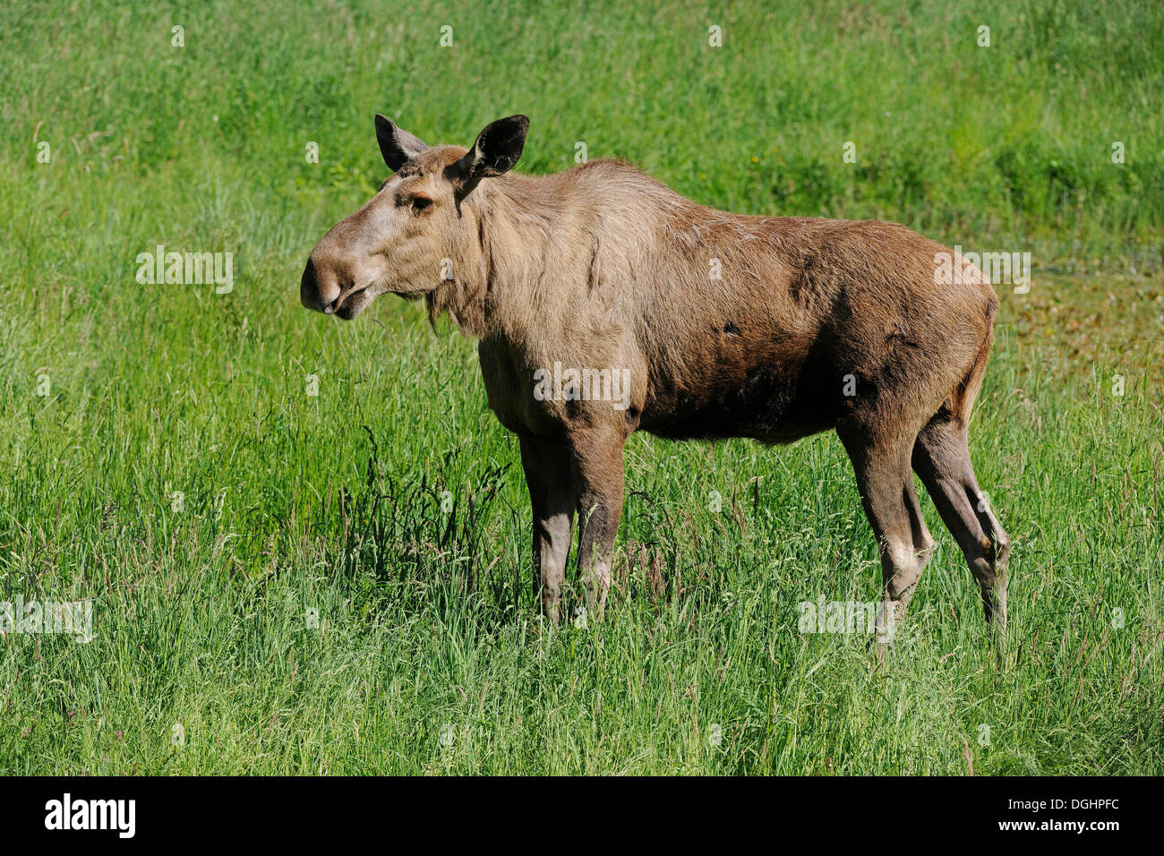 Eurasischen Elch (Alces Alces), Kuh, in Gefangenschaft, Niedersachsen, Deutschland Stockfoto