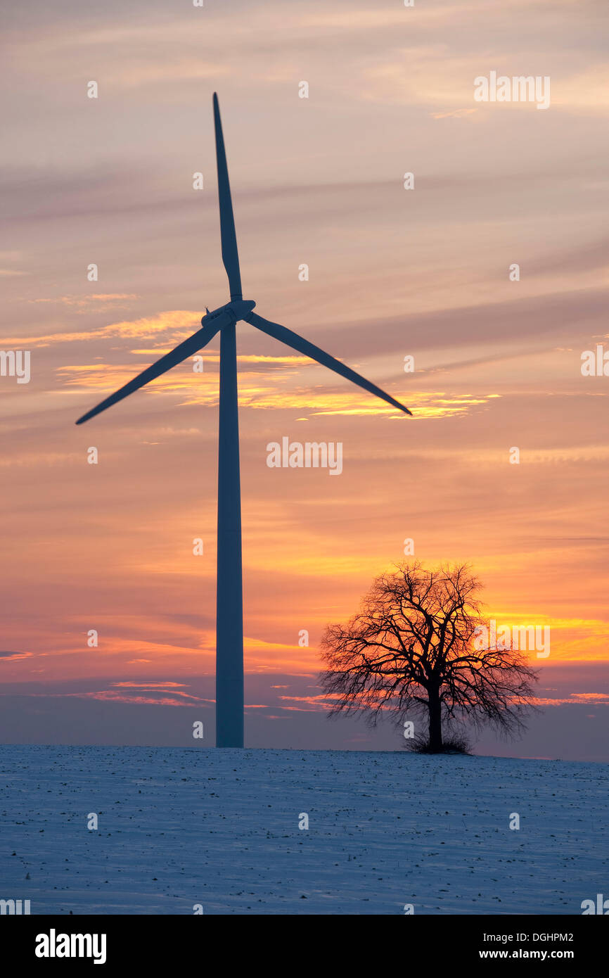 Einsame Linde (Tilia SP.) mit einer Windkraftanlage bei Sonnenuntergang im Winter, Thüringen, Deutschland Stockfoto