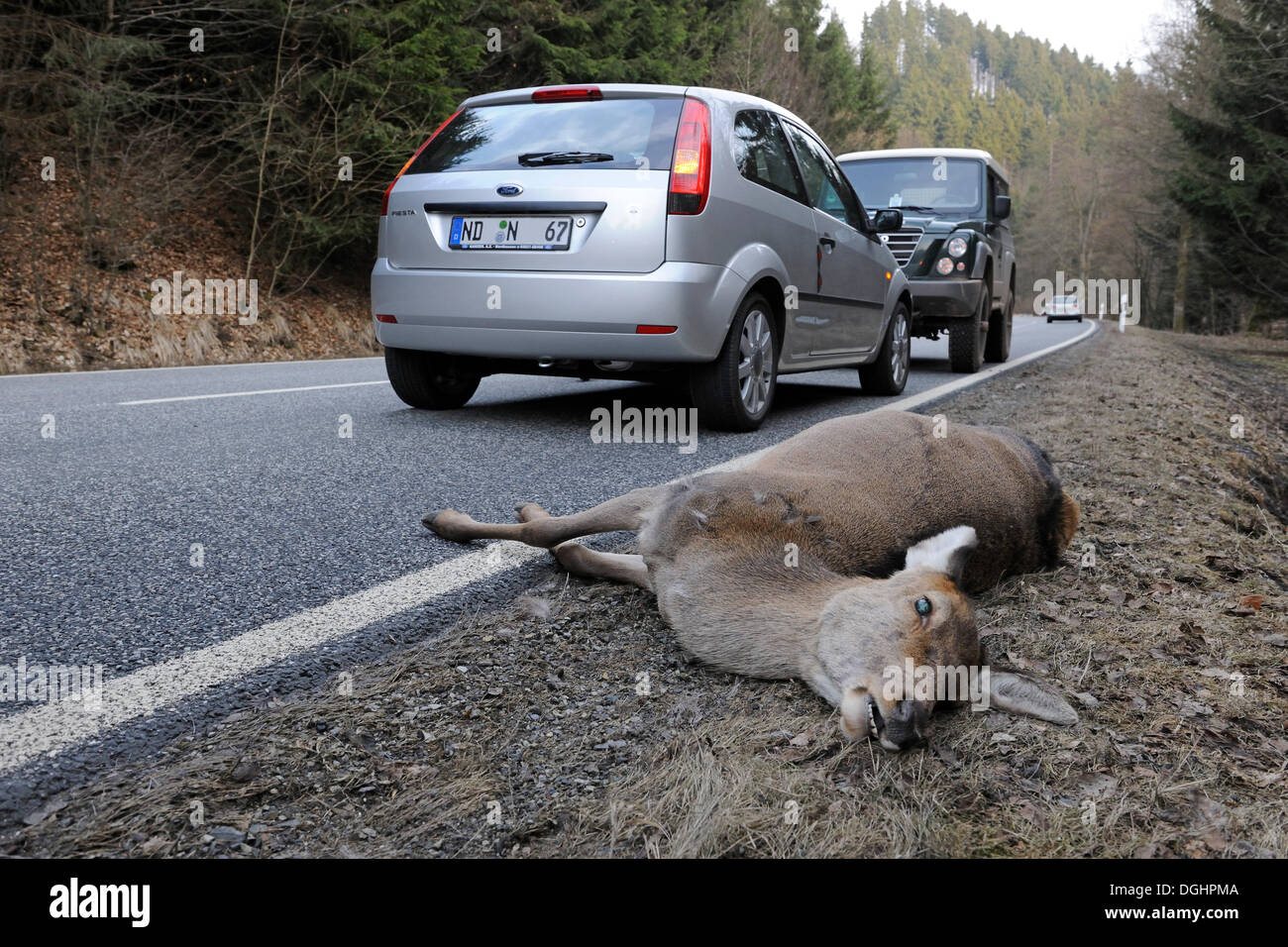 Rothirsch (Cervus Elaphus), Hirschkuh liegend tot am Straßenrand, Roadkill, Thüringen, Deutschland Stockfoto