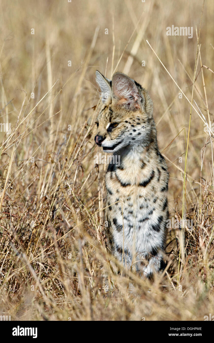 Serval (Leptailurus Serval) Stockfoto