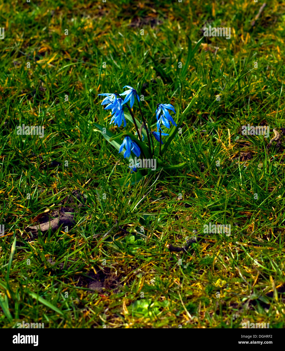 Scilla, blauen Blümchen Stockfoto