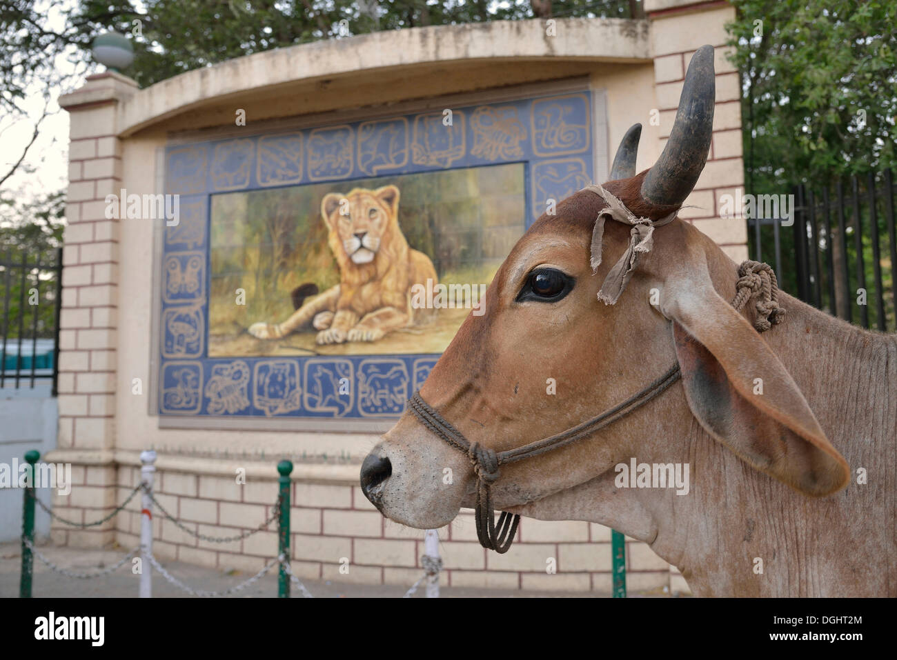 Vieh vor einem Löwen-Bild, asiatischen Löwen vor dem Sitz der Forstverwaltung, Gir-Forest-Nationalpark Stockfoto