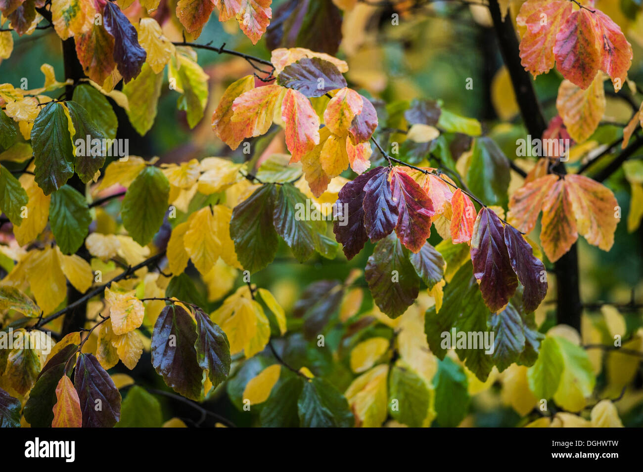 Bunte, Regen-getränkten Herbstlaub, Deutschland Stockfoto