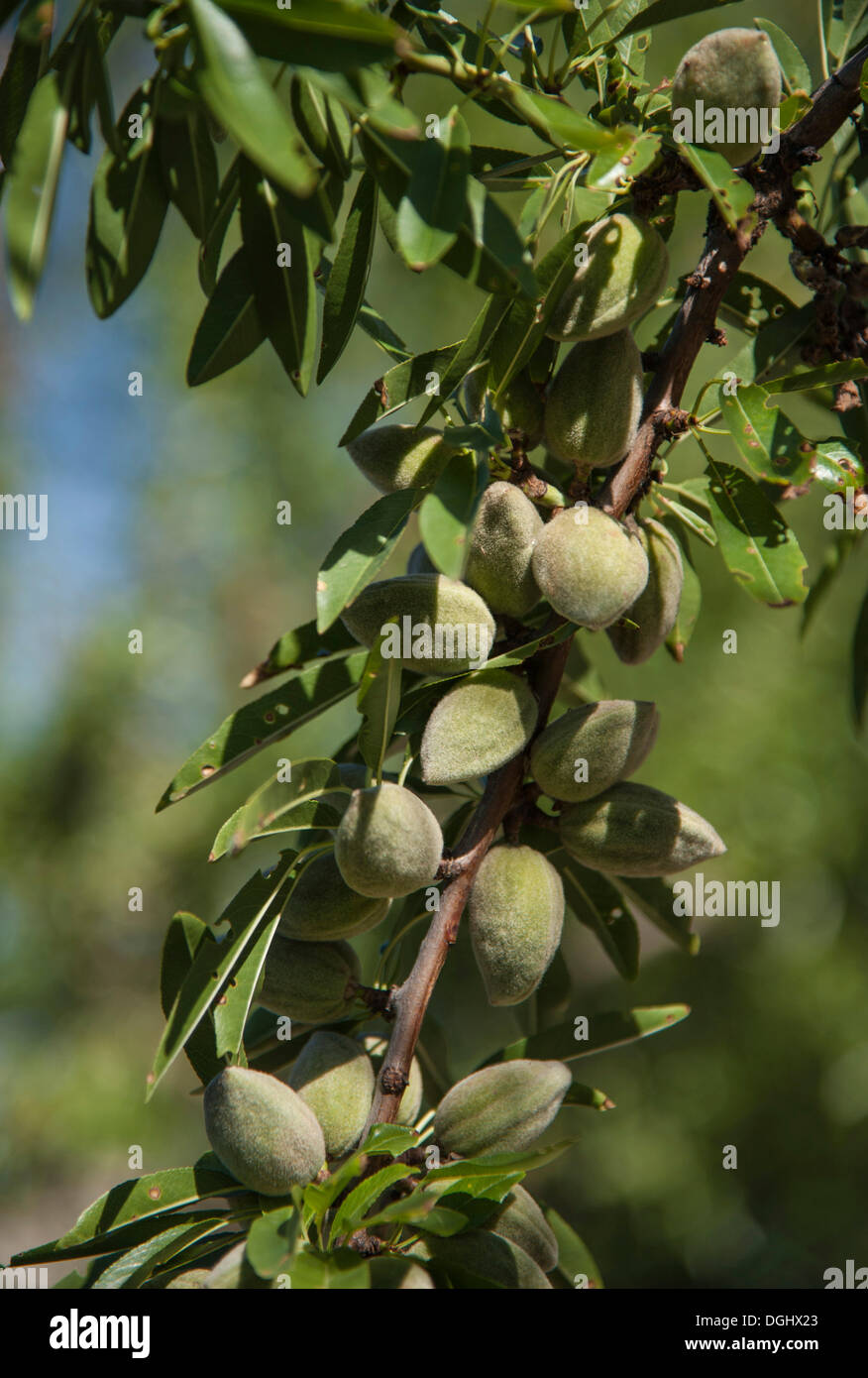 Mandeln Wachsen Stockfotos und -bilder Kaufen - Alamy