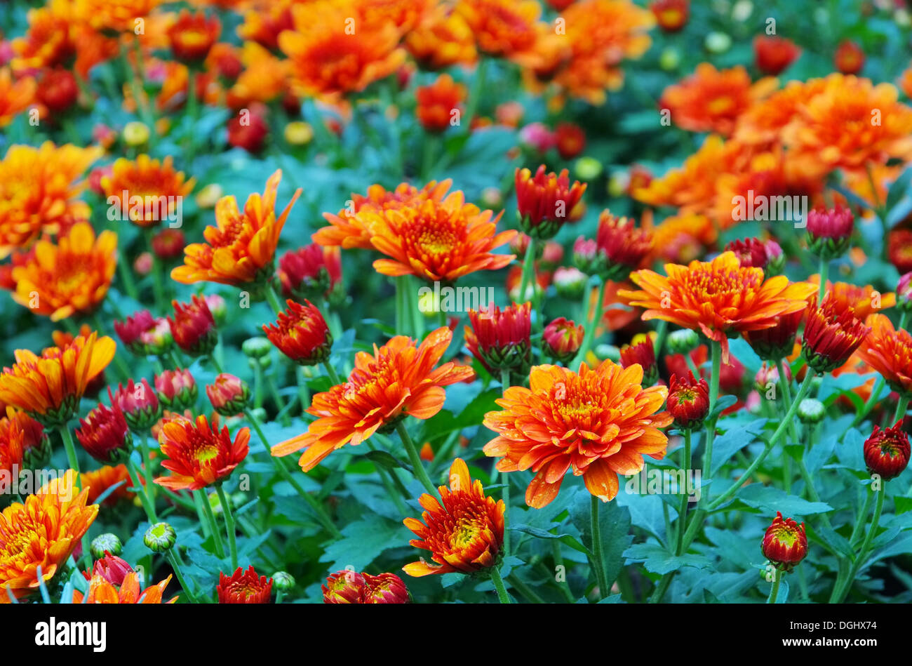 Chrysanthème - Chrysantheme 10 Stockfoto