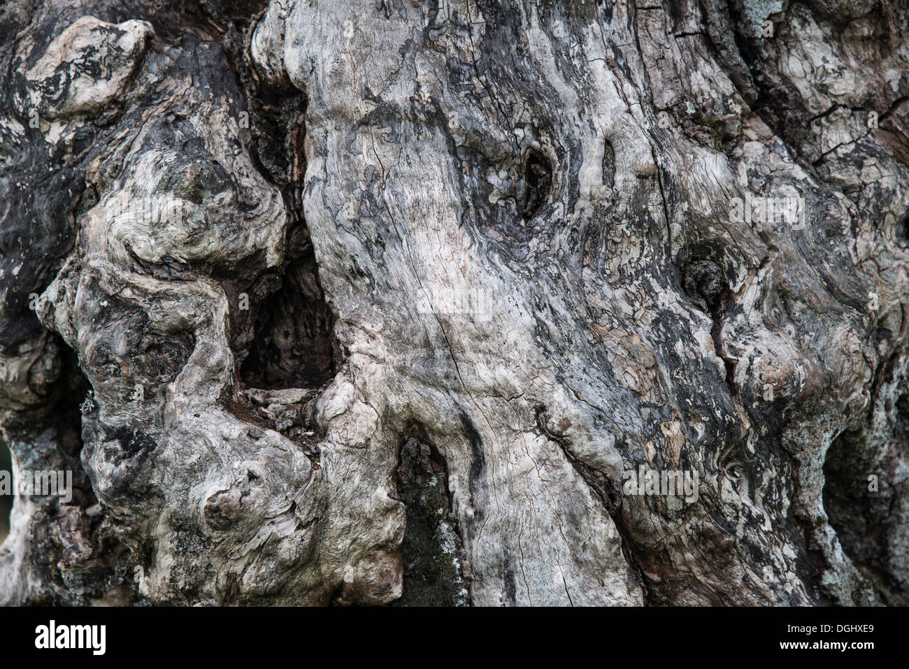Verwitterte Rinde einer Eiche (Quercus SP.), Vogesen, Hohneck, Elsass, Frankreich Stockfoto