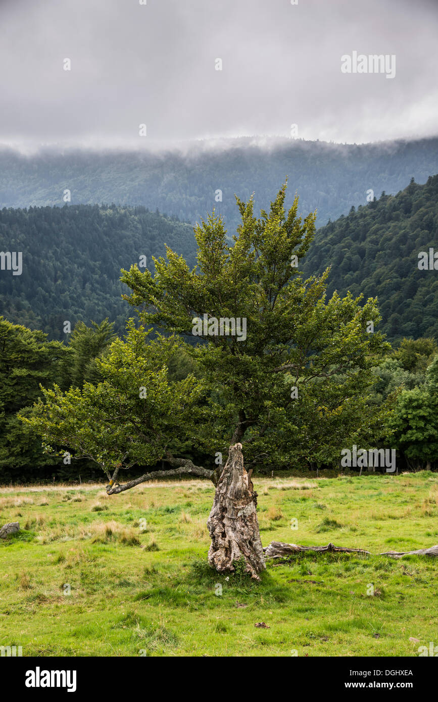Eiche (Quercus SP.) Sturmes, Vogesen, Hohneck, Elsass, Frankreich Stockfoto
