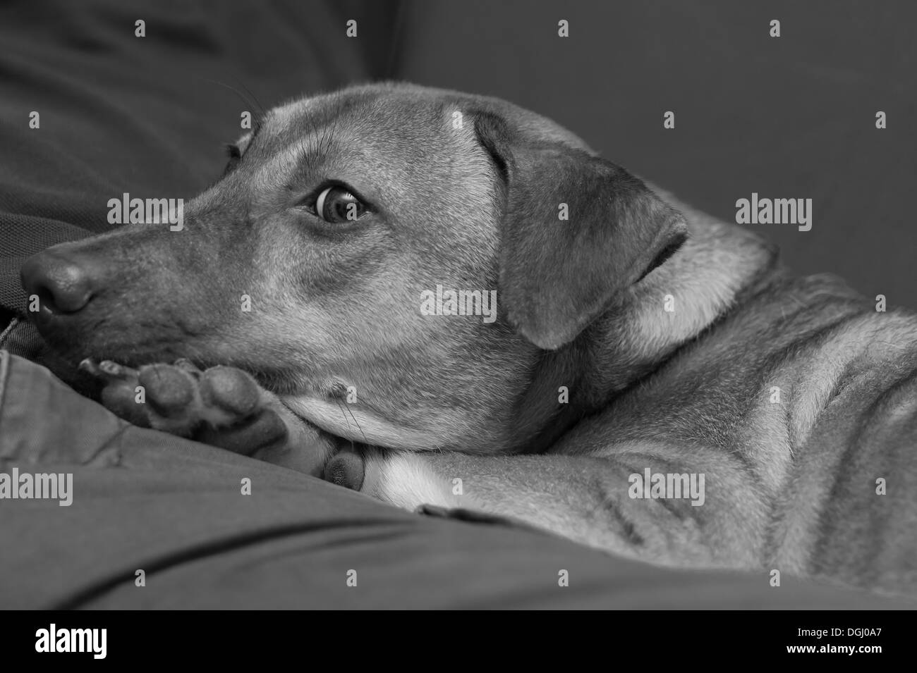 Der Mischling namens Taffy, gerettet und liebevolle Leben wieder Stockfoto