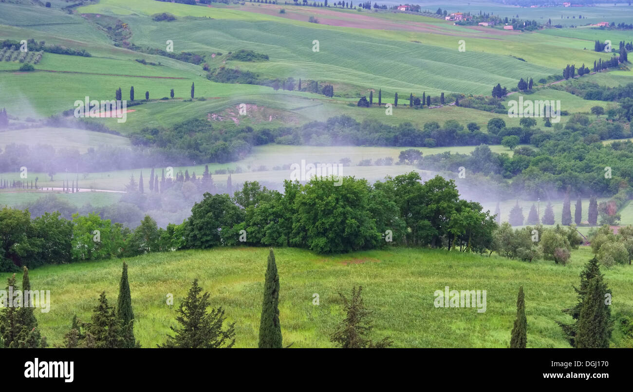 Toskana Zypressen Mit Weg - Tuscany Zypressen mit Track 20 Stockfoto