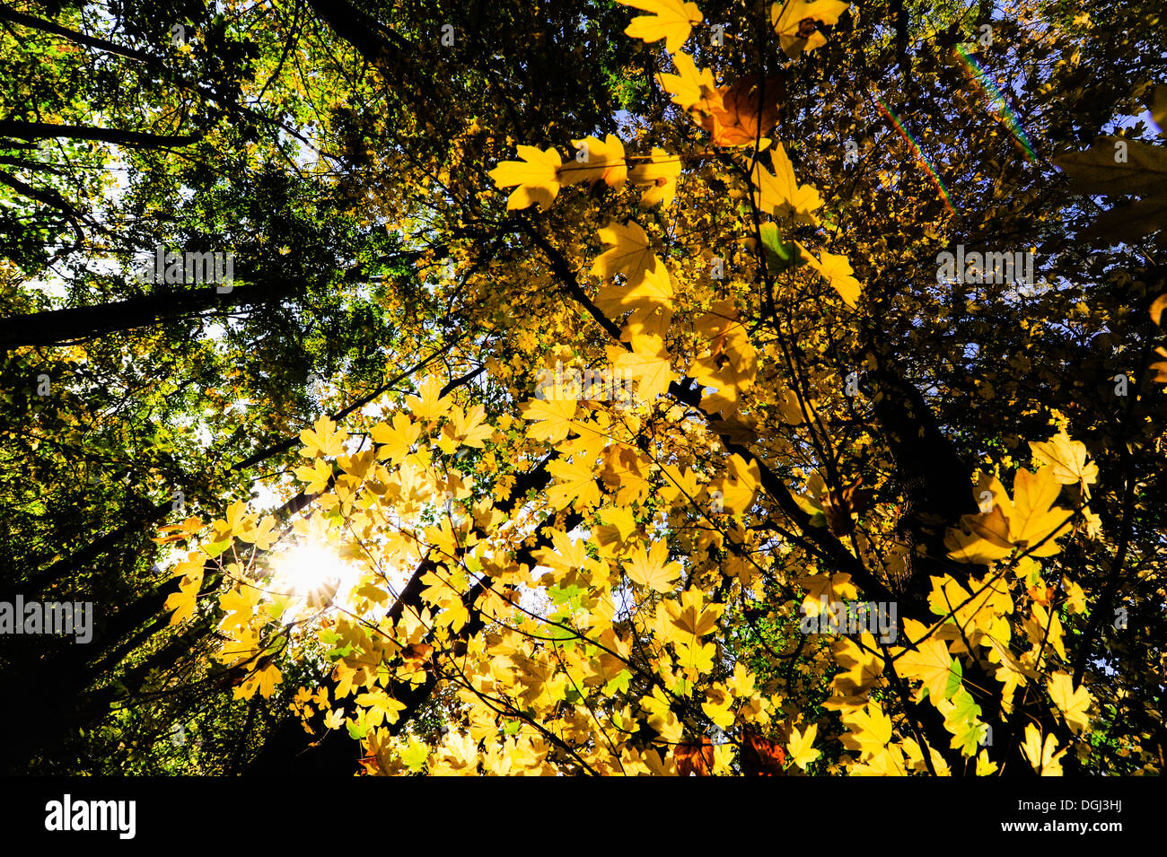 Harrachpark Landschaft Garten im Herbst Stockfoto