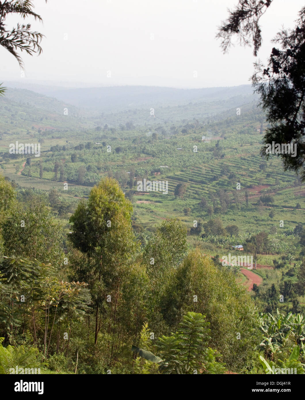 Das Land der 1000 Hügel fruchtbaren Terrassen Gehöft in zentralen Ruanda zwischen Kigali und Ruhengiri in der Nähe von den Virunga-Bergen anzeigen Stockfoto