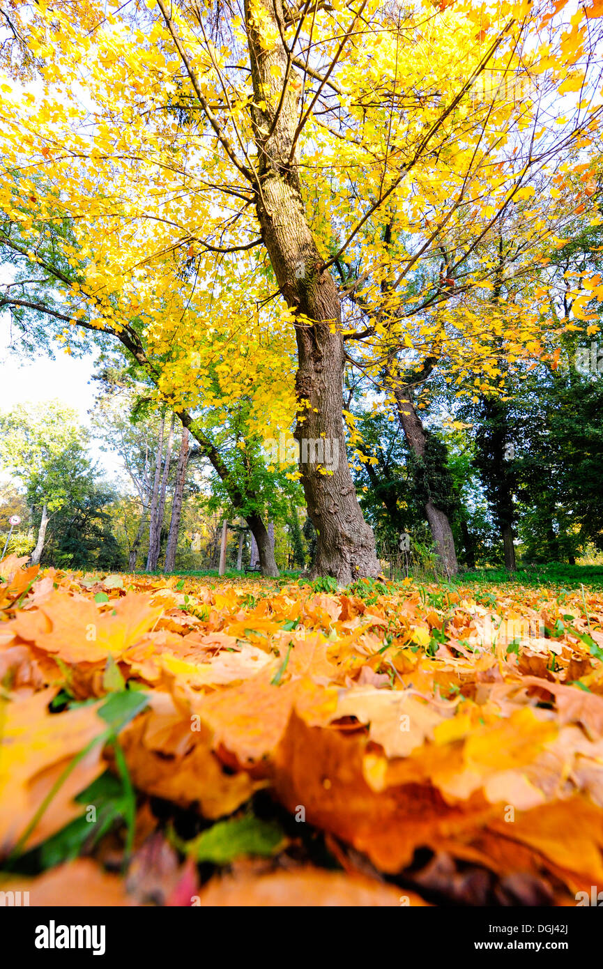 Harrachpark Landschaft Garten im Herbst Stockfoto